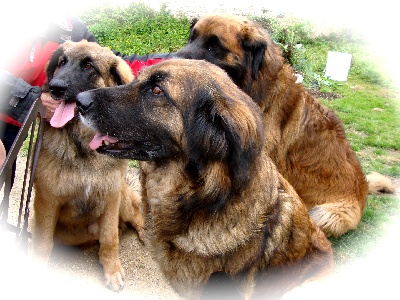 Des Songes Du Clan Des Loups - Photo de Famille