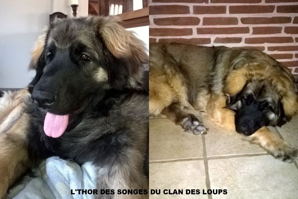 Des Songes Du Clan Des Loups - Des nouvelles de Thor