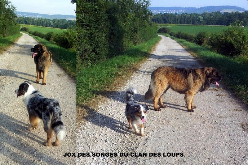 Des Songes Du Clan Des Loups - Jox en ballade