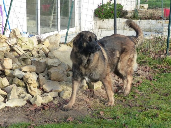 Des Songes Du Clan Des Loups - Habby (3 ans), digne fille de Bahia