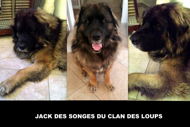 Des Songes Du Clan Des Loups - Jack des Songes du Clan des Loups