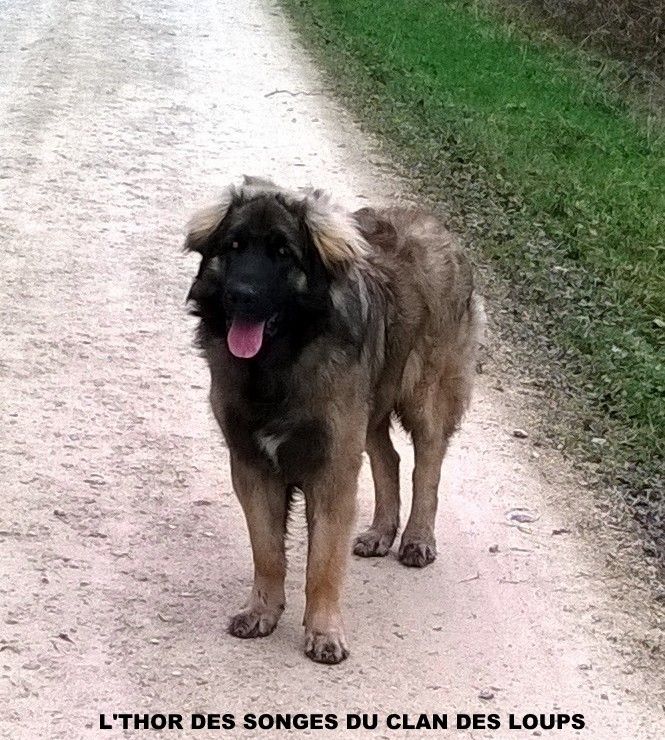 Des Songes Du Clan Des Loups - Thor en balade