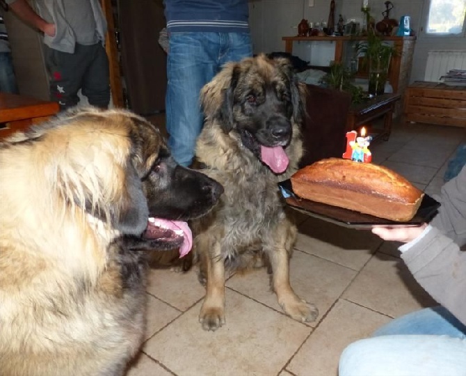 Des Songes Du Clan Des Loups - Jumanji et son gâteau d'anniversaire