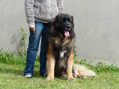 Des Songes Du Clan Des Loups - Expo de Beauvais du 14-09-2013