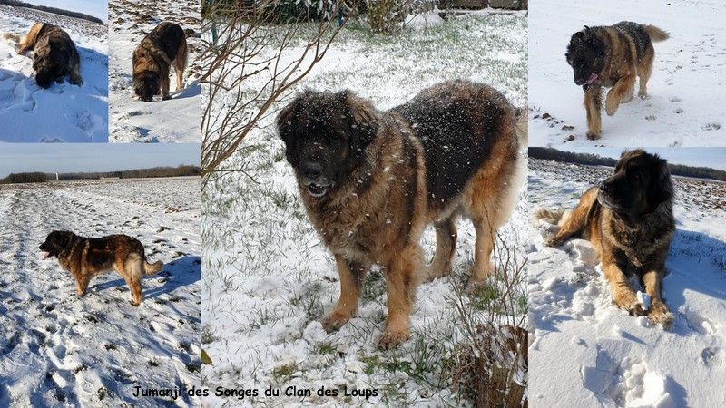 Des Songes Du Clan Des Loups - Jumanji dans la neige