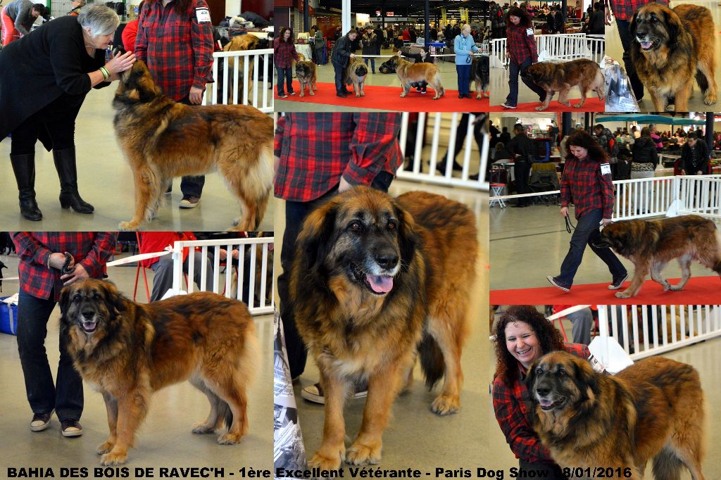 Des Songes Du Clan Des Loups - Bahia au Paris Dog Show