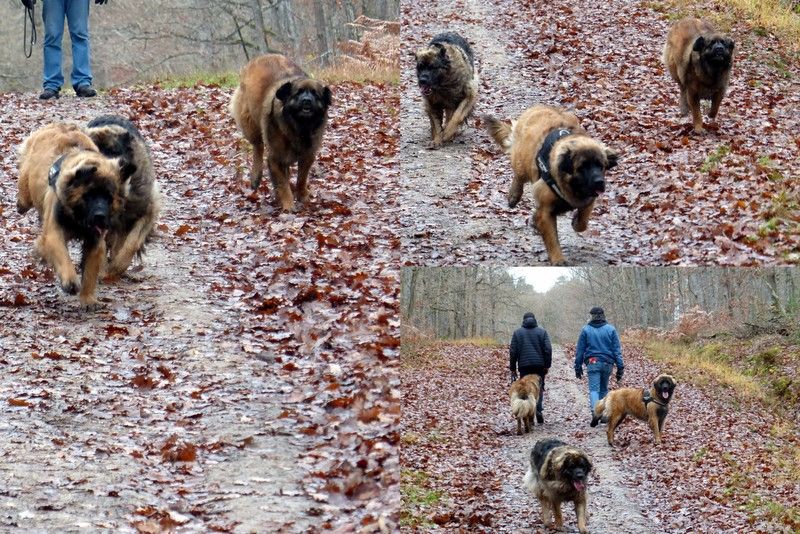 Des Songes Du Clan Des Loups - 3 boulets de canon