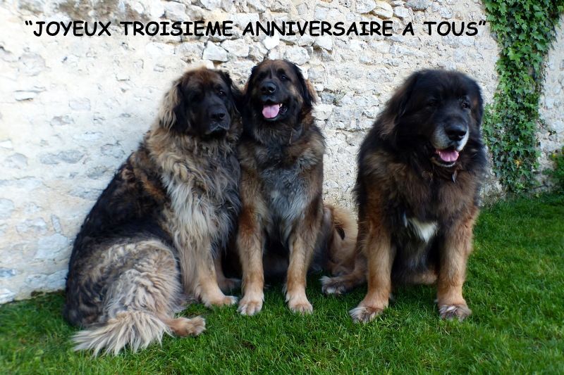 Des Songes Du Clan Des Loups - Joyeux Anniversaire aux Bébés Winners