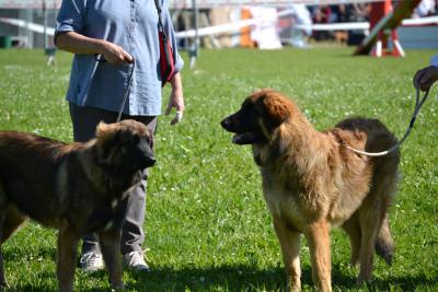 Des Songes Du Clan Des Loups - Bravo Habby et Hartus