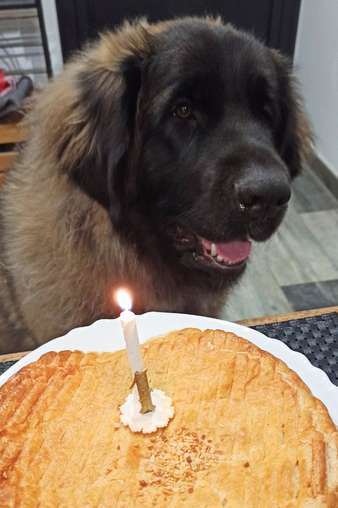 Des Songes Du Clan Des Loups - Anniversaire Pomona