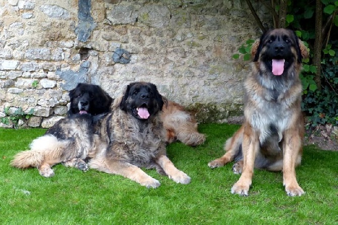 Des Songes Du Clan Des Loups - photo de groupe