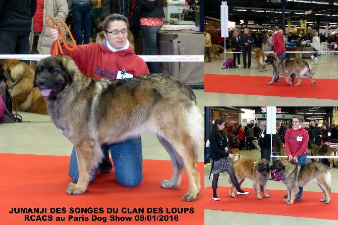 Des Songes Du Clan Des Loups - Jumanji au Paris Dog Show