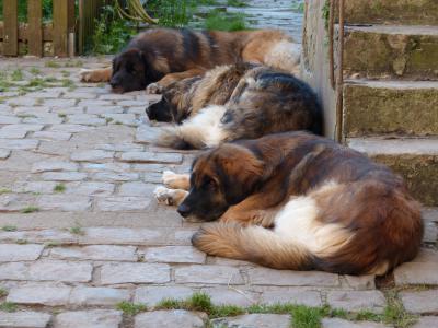 Des Songes Du Clan Des Loups - Repos