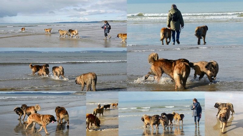 Des Songes Du Clan Des Loups - Baignade dans l'océan