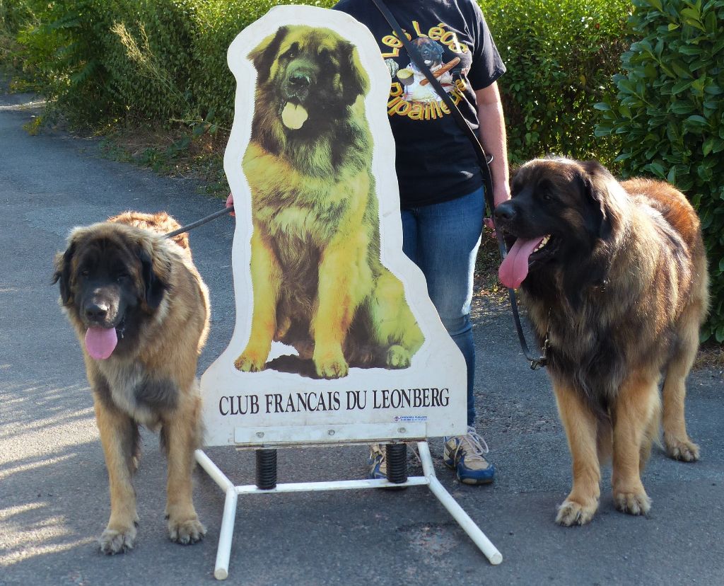 Des Songes Du Clan Des Loups - Les Zamoureux à Cluny