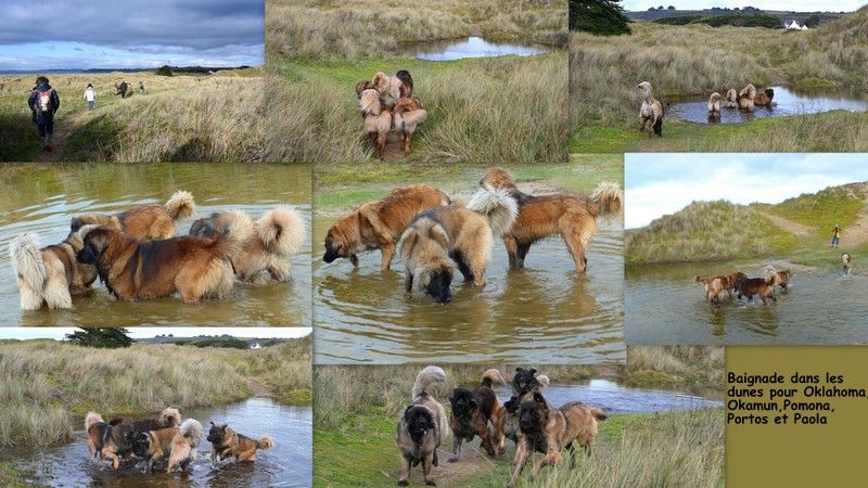 Des Songes Du Clan Des Loups - Baignade dans les dunes de Sainte Anne la Palud