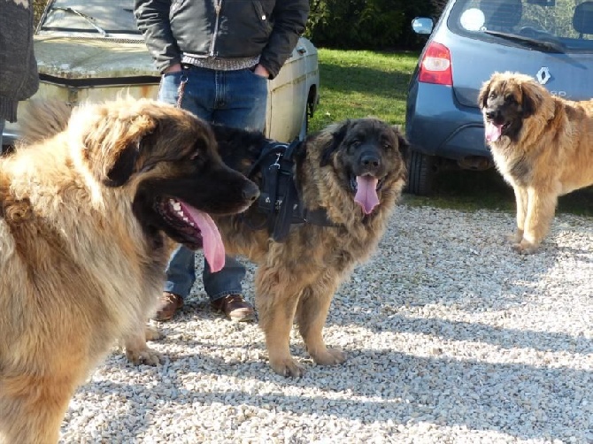 Des Songes Du Clan Des Loups - Frahogan en visite chez ses fils