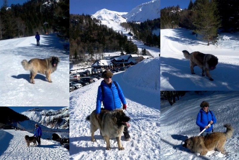 Des Songes Du Clan Des Loups - Joulia à la neige