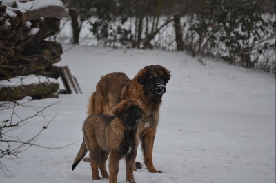 Des Songes Du Clan Des Loups - News de Habby