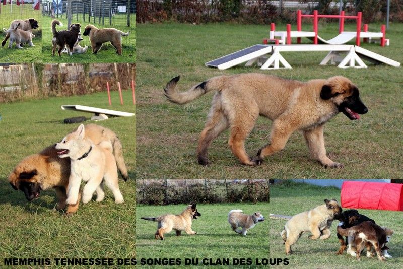 Des Songes Du Clan Des Loups - Memphis Tennessee à l'école du chiot