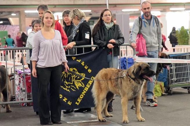 Des Songes Du Clan Des Loups - Bravo Jardy