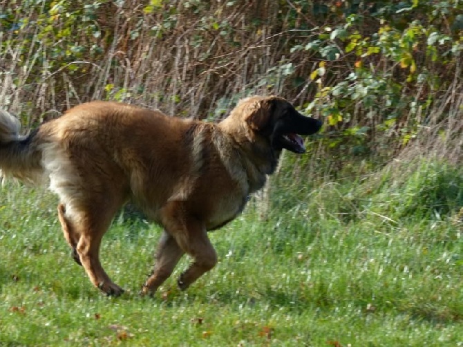 Des Songes Du Clan Des Loups - En pleine action