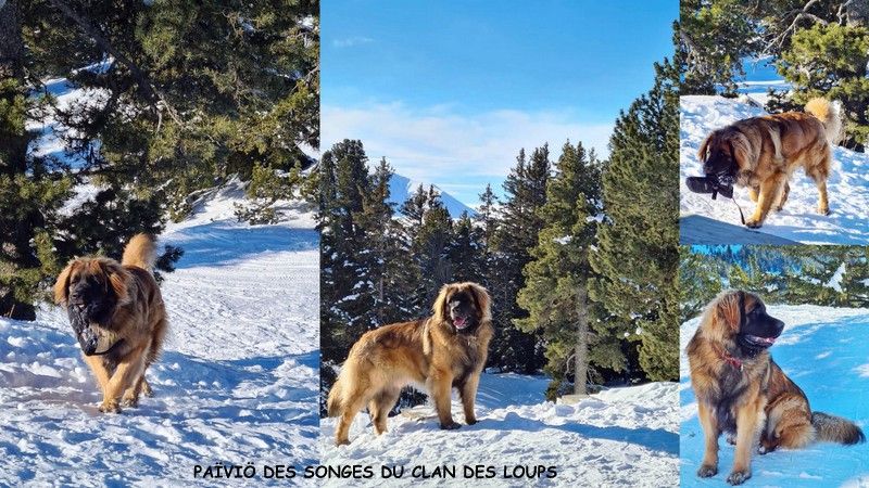 Des Songes Du Clan Des Loups - Païviö à la neige