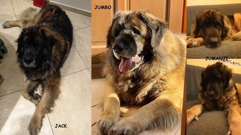 Des Songes Du Clan Des Loups - Jack, Jumanji et Jumbo 7 ans