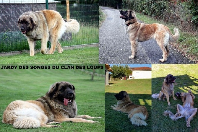 Des Songes Du Clan Des Loups - Des Nouvelles de Jardy