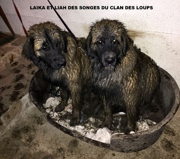 Des Songes Du Clan Des Loups - Les Miss Cradouille