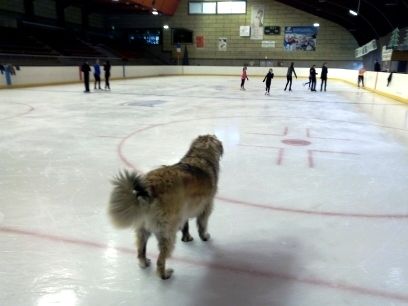 Des Songes Du Clan Des Loups - Joulia à la patinoire