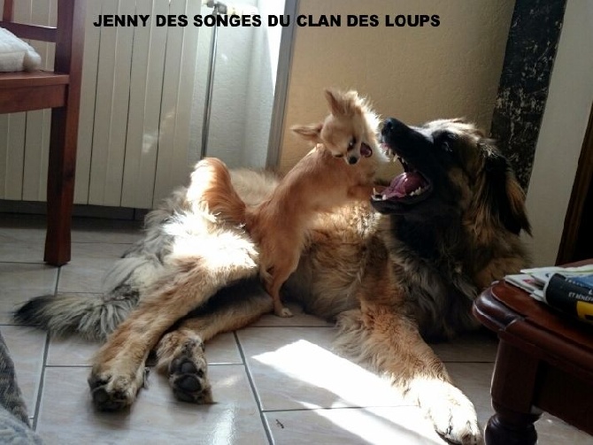 Des Songes Du Clan Des Loups - Des nouvelles de Jenny