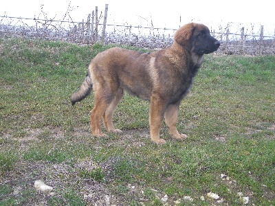 Des Songes Du Clan Des Loups - Hélios dans les vignes