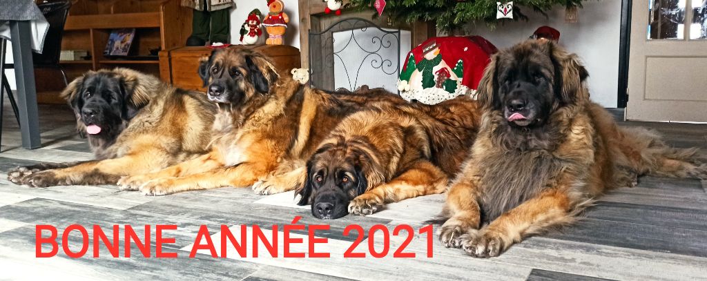 Des Songes Du Clan Des Loups - Bonne Année 2021