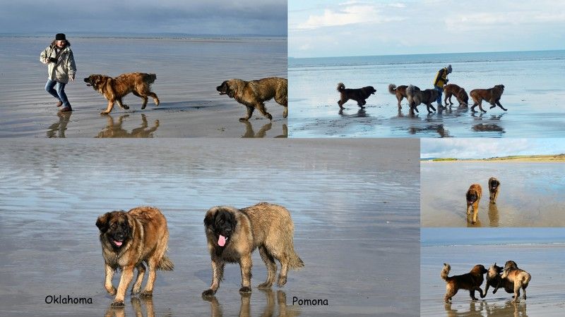 Des Songes Du Clan Des Loups - Les joies de la plage