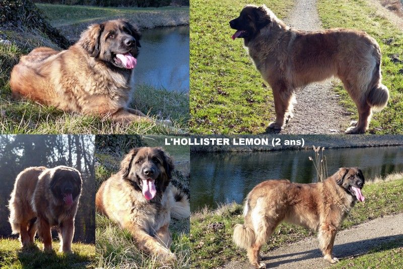 Des Songes Du Clan Des Loups - L'Hollister Lemon 2 ans