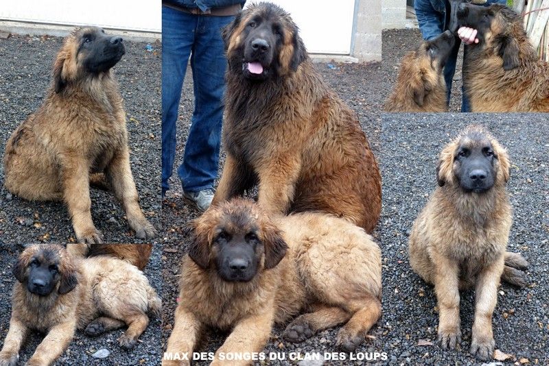 Des Songes Du Clan Des Loups - Visite à Max