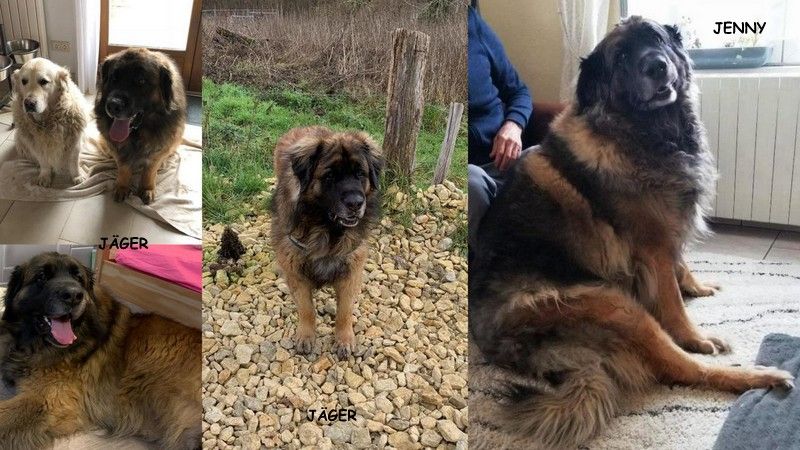 Des Songes Du Clan Des Loups - Jäger et Jenny 7 ans