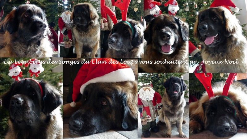 Des Songes Du Clan Des Loups - Joyeux Noël