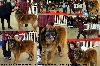 - Bahia au Paris Dog Show