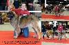  - Jumanji au Paris Dog Show