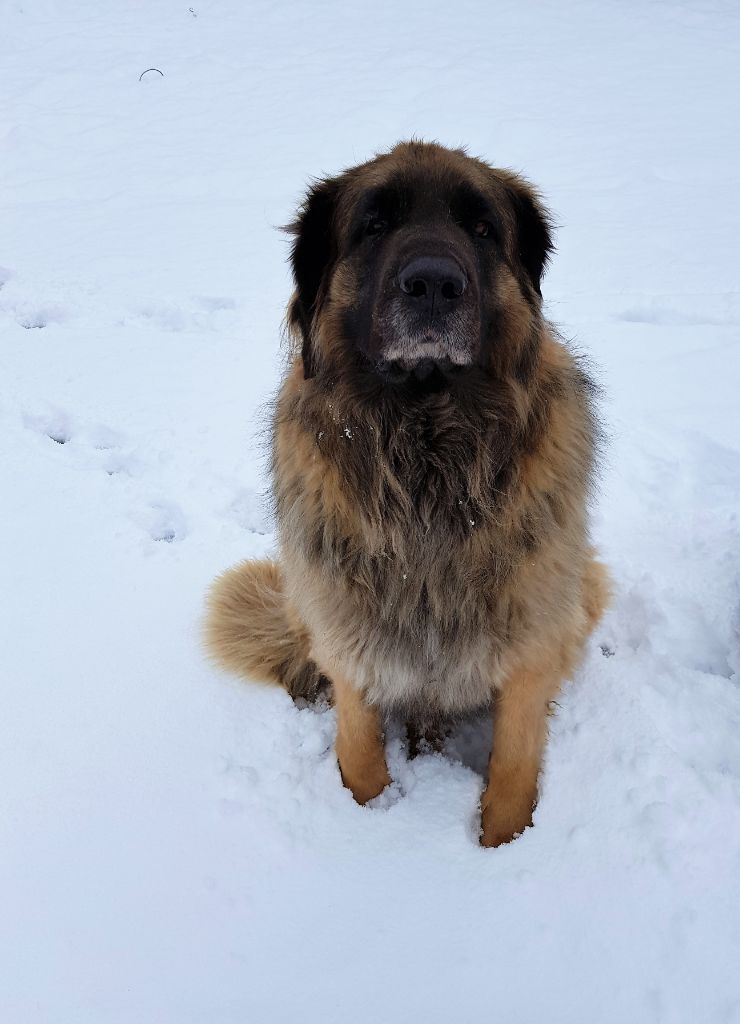 Des Songes Du Clan Des Loups - Jardy - 5 ans