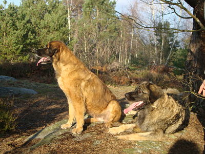 Des Songes Du Clan Des Loups - Promenade en forêt