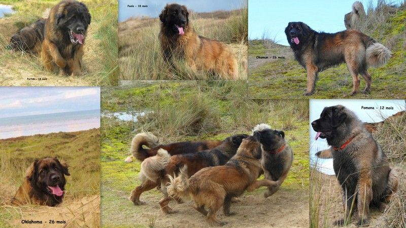 Des Songes Du Clan Des Loups - Cinq jeunes Léos dans les dunes