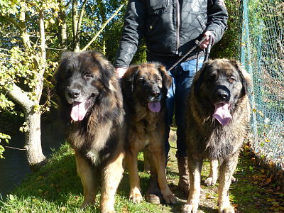 Des Songes Du Clan Des Loups - Ballade ensoleillée du 11 novembre 2013