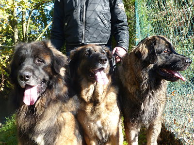 Des Songes Du Clan Des Loups - Trio de Leonbergs