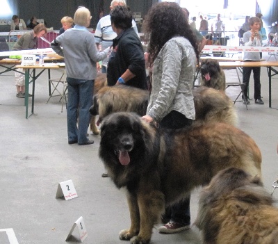 Des Songes Du Clan Des Loups - Expo de Pontoise du 28-09-2013