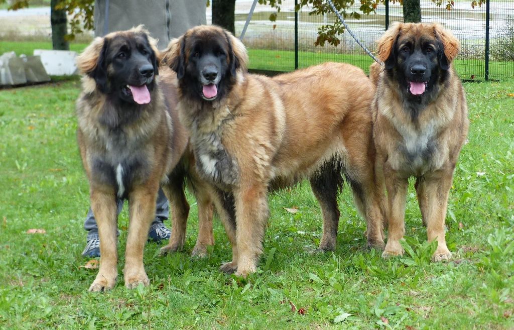 Des Songes Du Clan Des Loups - Trio de choc à Poitiers