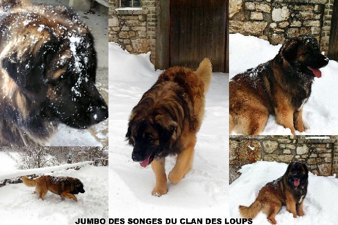 Des Songes Du Clan Des Loups - Jumbo et la neige