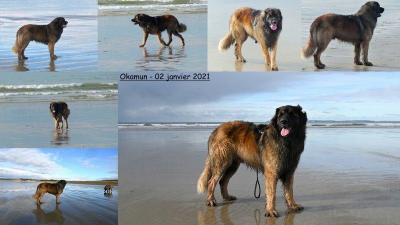 Des Songes Du Clan Des Loups - Okamun sur la plage de Sainte Anne la Palud